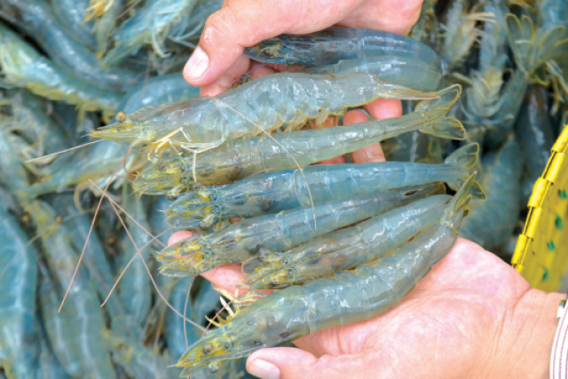 “Thủ phủ” tôm giống tìm hướng phát triển