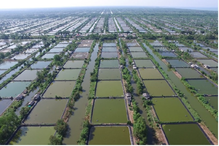 Giá tôm nguyên liệu tại một số nước cung cấp (tuần 42 - 46/2022) 