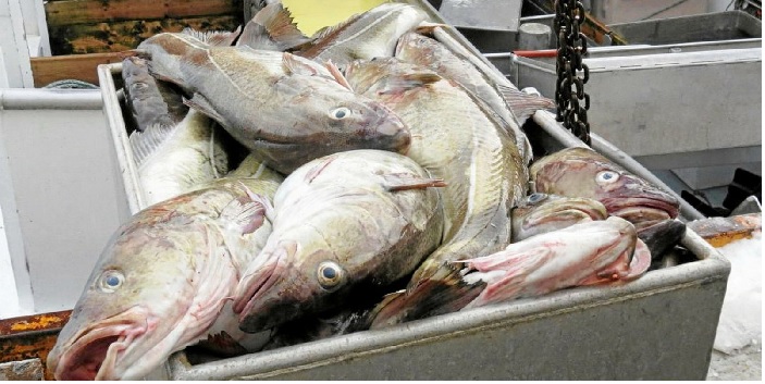 Giá cá cod đông lạnh của Na Uy giảm do sản lượng tăng 