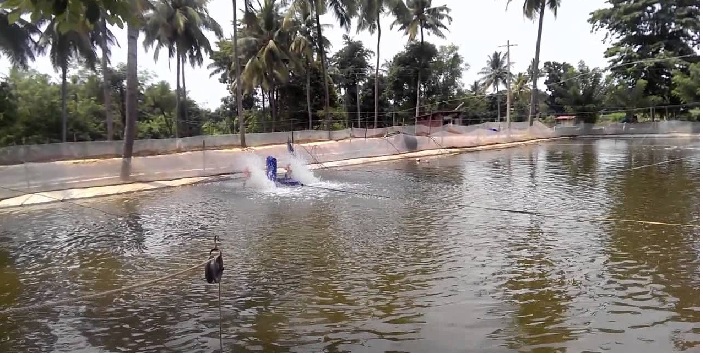 Chính phủ Ấn Độ sẽ tập trung tăng xuất khẩu cá rô phi 