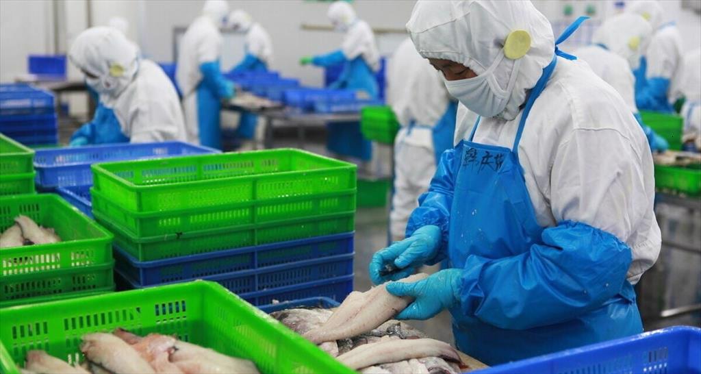 Lợi nhuận ngành cá minh thái Trung Quốc sẽ tăng nhiều năm 2022