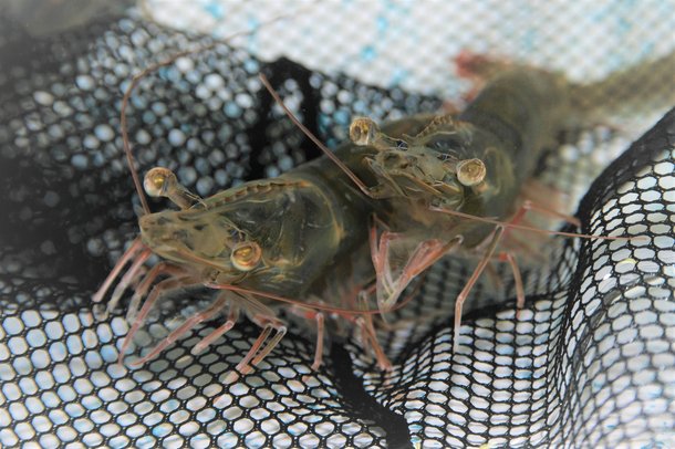 Giá tôm nguyên liệu tại một số nước cung cấp (tuần 44 - 48/2022)