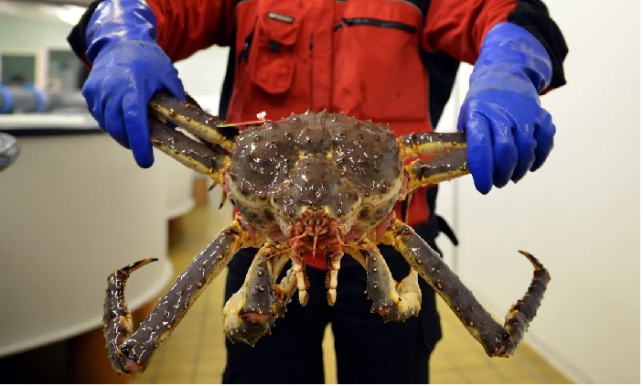 Na Uy tăng hạn ngạch cua huỳnh đế năm 2023 