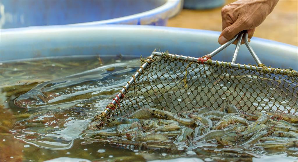 Indonesia kỳ vọng tăng xuất khẩu tôm sang châu  Âu 