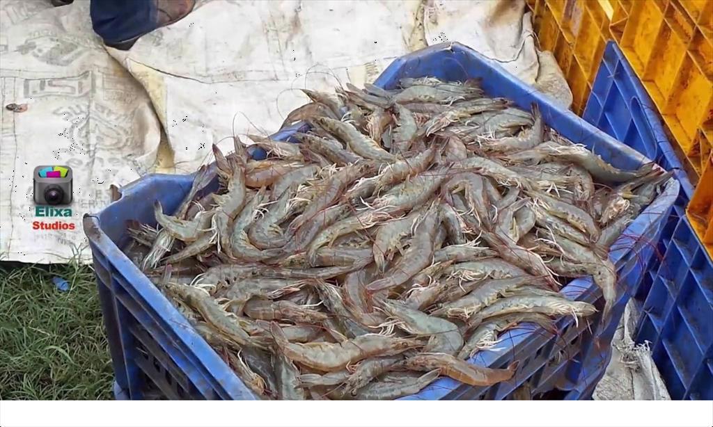 Sản lượng tôm năm 2022 của Ấn Độ có thể giảm 200.000 tấn 