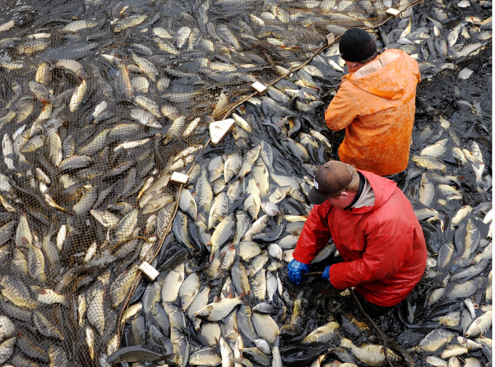 Zimbabwe có kế hoạch tăng gần gấp ba sản lượng cá rô phi