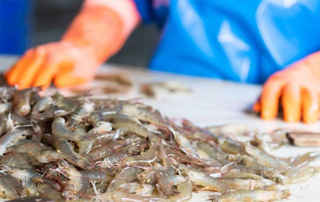 Thái Lan có thể tăng nhập khẩu tôm để đáp ứng nhu cầu nội địa 