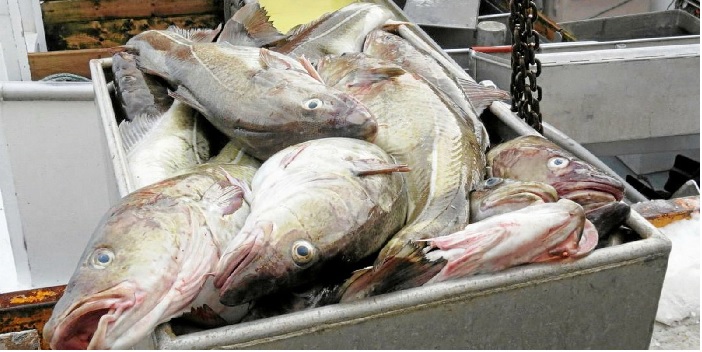 Na Uy: Giá cá tuyết đông lạnh ổn định, cá tuyết tươi tăng 