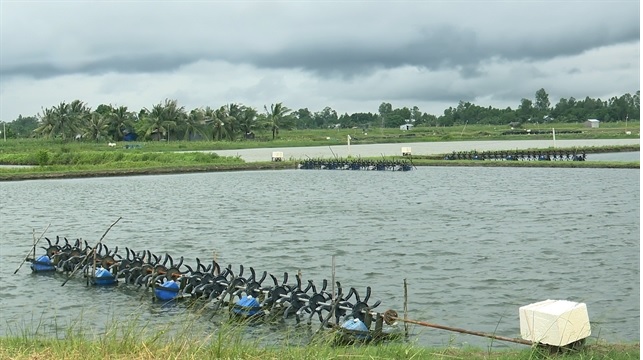 Giá tôm nguyên liệu tại một số nước cung cấp (tuần 45 - 48/2022) 