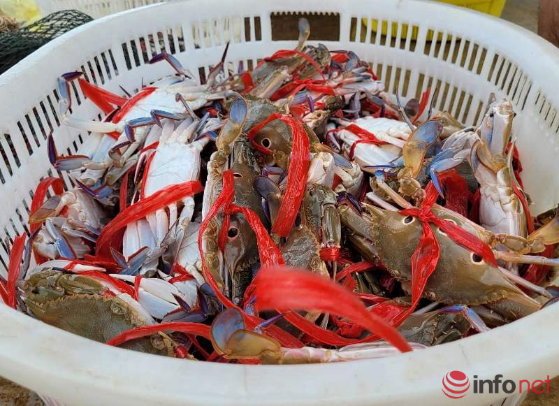 Hà Tĩnh Trúng lớn mùa ghẹ, ngư dân phấn khởi mỗi chuyến ra khơi