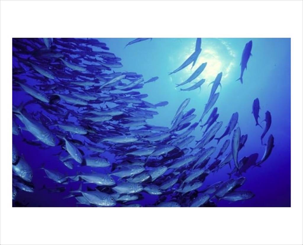 Các nước Nam Âu muốn thiết lập hạn ngạch đánh bắt cá trong nhiều năm 