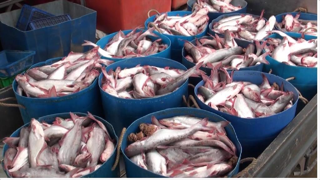 Restricted by Covid, the Chinese market still attracts 160 Vietnam pangasius exporters