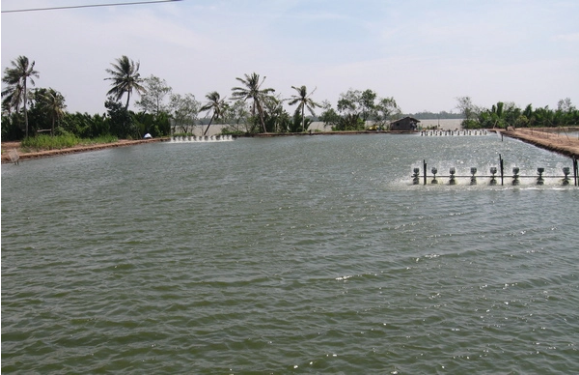 Ngành nuôi trồng thủy sản đang đứng trước nguy cơ 