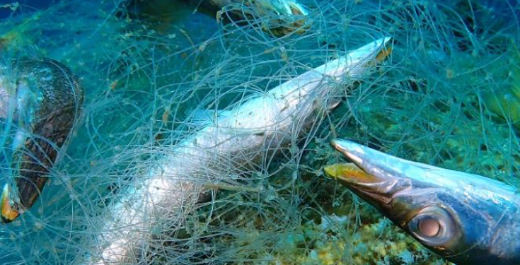 HARS yêu cầu có các biện pháp giải quyết đánh bắt IUU và vi phạm nhân quyền trên biển