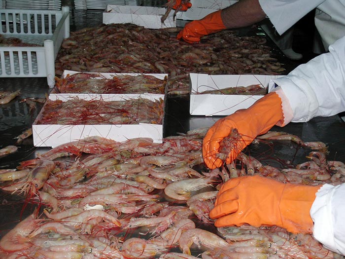 Argentina: Doanh số bán thủy sản giảm 17% trong tháng 10/2022 