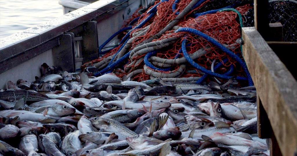 TAC cá minh thái Alaska của Mỹ cao hơn đáng kể vào năm 2023