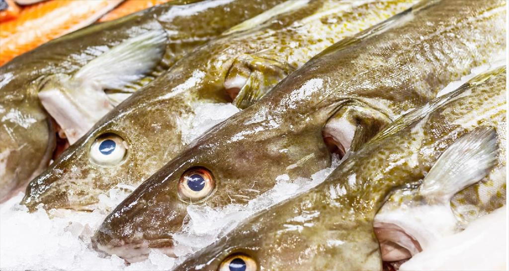 Nhu cầu cá tuyết Na Uy đông lạnh  của Trung Quốc vượt EU trong tháng 12