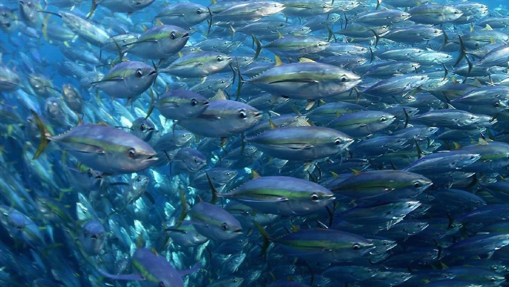 EU và Vương quốc Anh ký thỏa thuận về cơ hội nghề cá năm 2023 