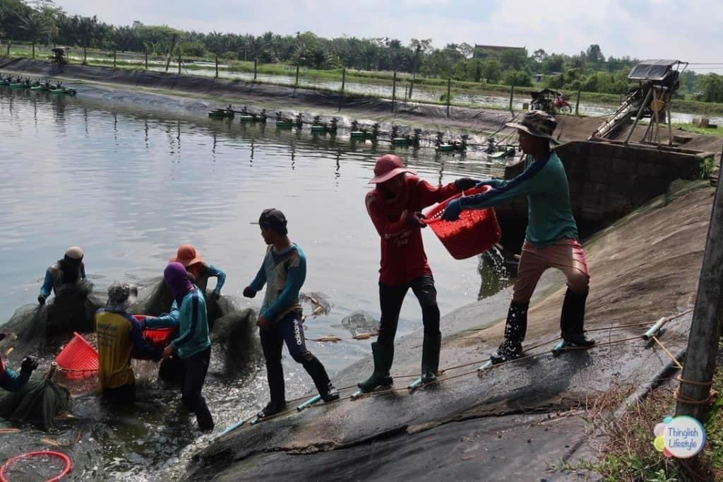 Xuất khẩu tôm Thái Lan chững do dịch bệnh và thời tiết xấu