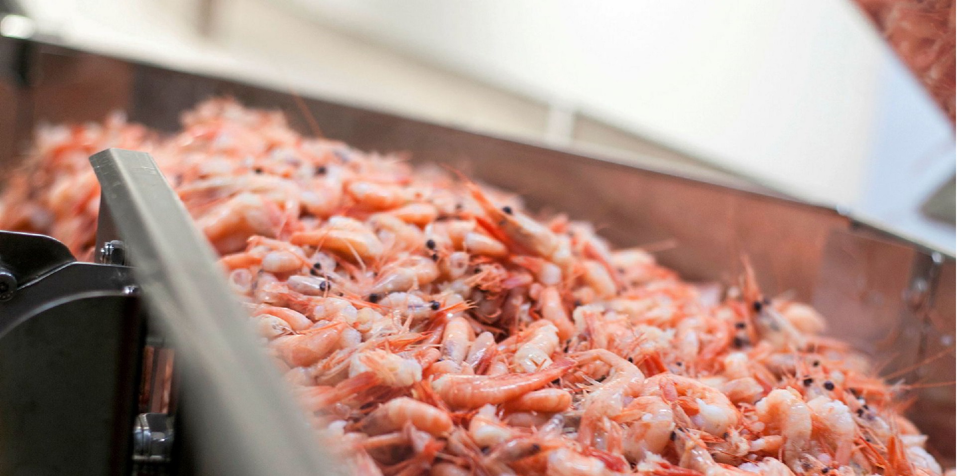 Giá tôm nước lạnh tại Anh leo thang 