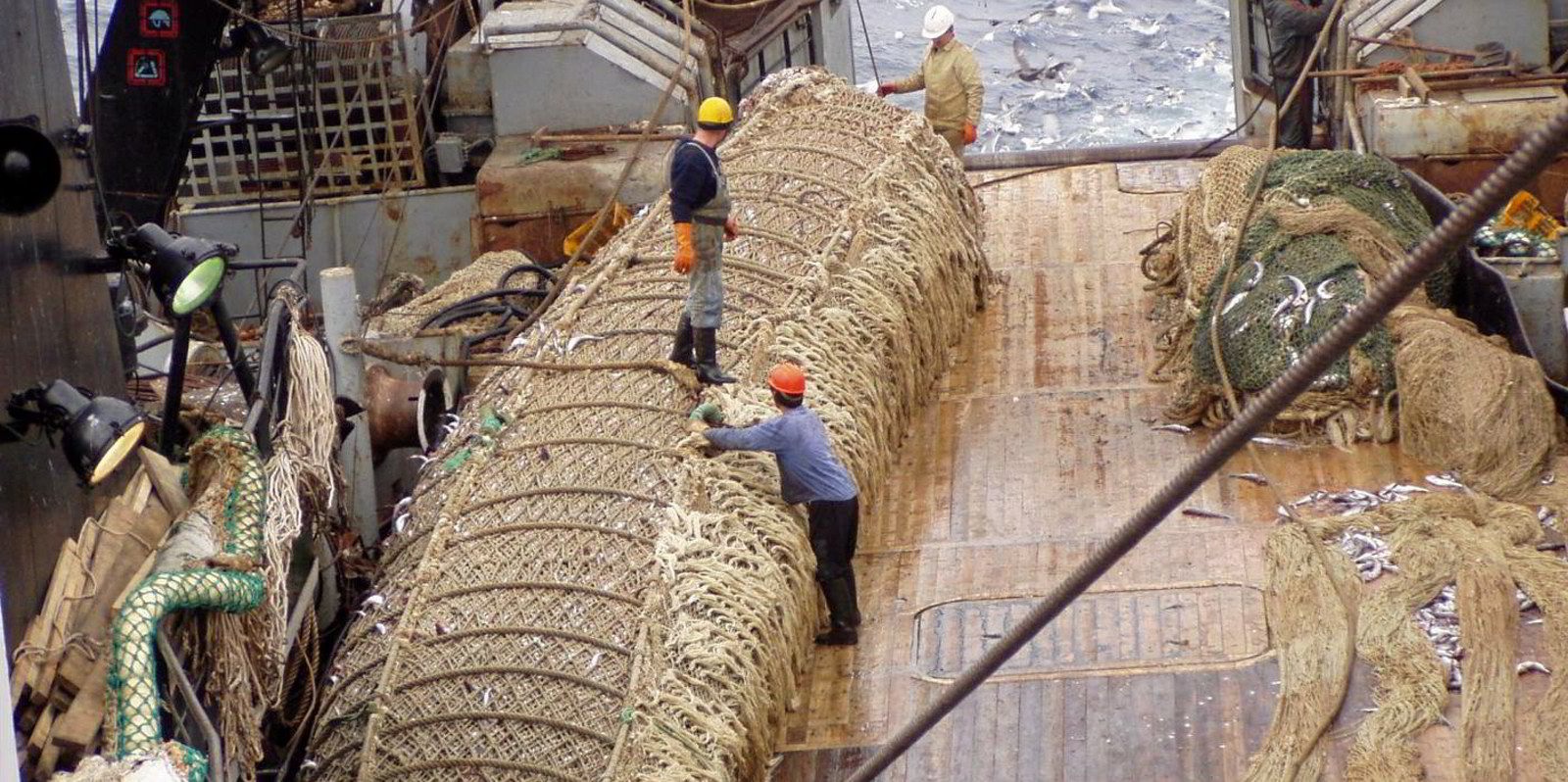 Nguồn cung cá minh thái toàn cầu dự kiến đạt gần 4 triệu tấn vào năm 2023 