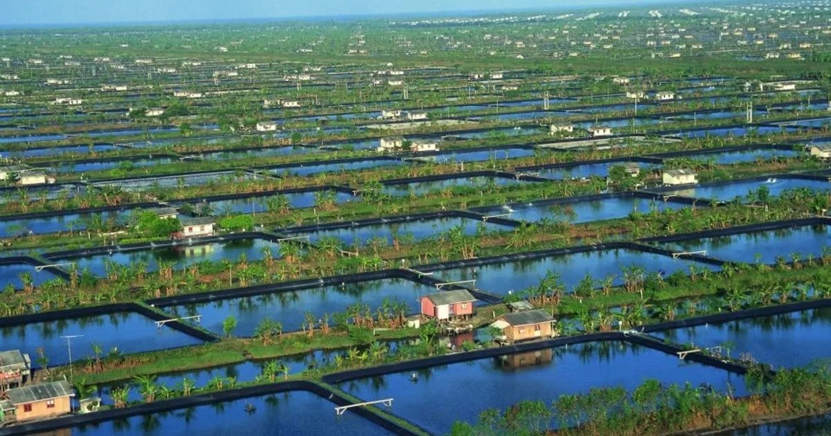 Người nuôi tôm Indonesia hưởng lợi từ khoản vay 93 triệu USD