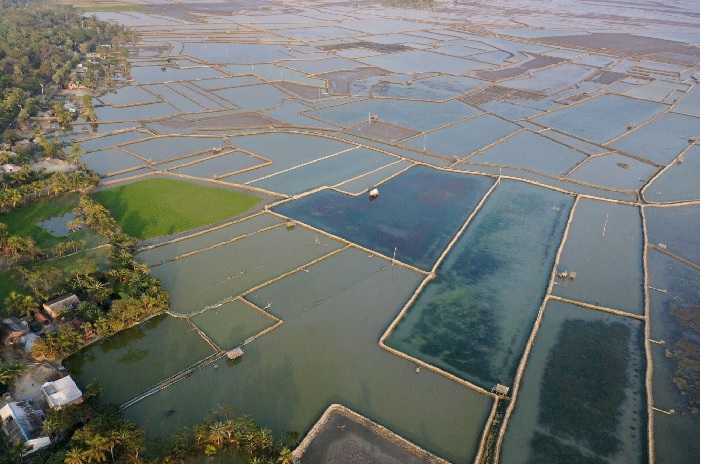 Giá tôm nguyên liệu tại một số nước cung cấp (tuần 46 - 51/2022) 