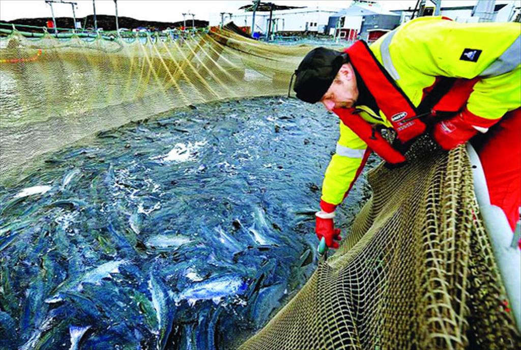 Một số quy định khi xuất khẩu thuỷ sản vào Canada doanh nghiệp cần lưu ý