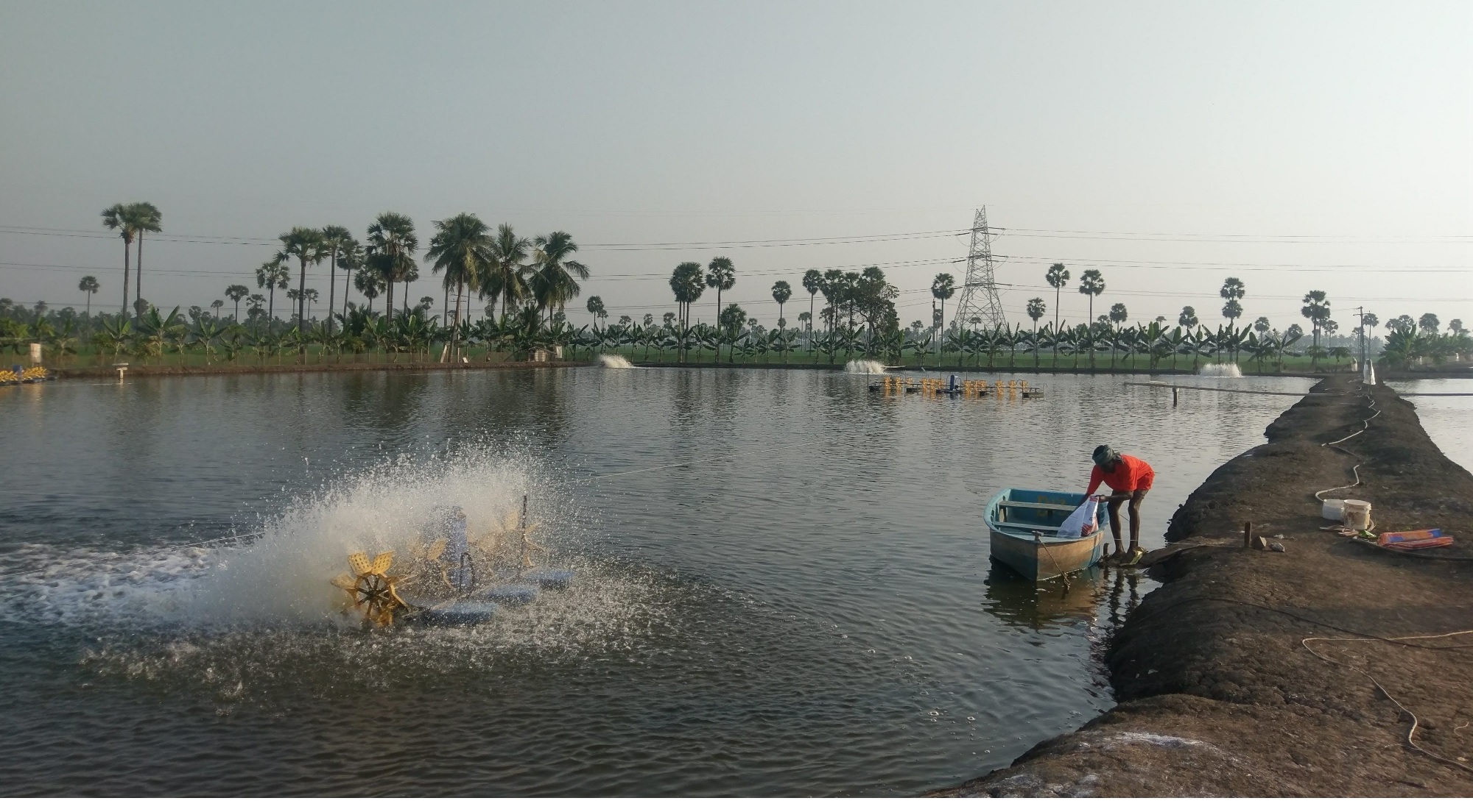 Sản lượng tôm Ấn Độ năm 2022 giảm ít hơn dự kiến 