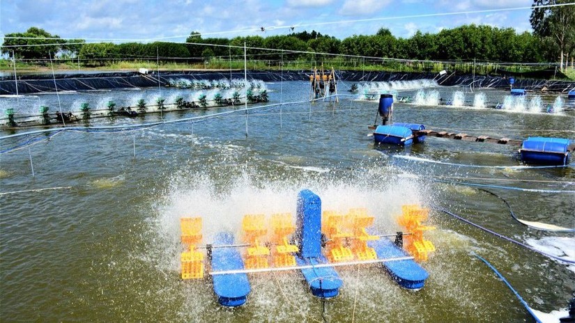 Cà Mau: xuất khẩu thủy sản trên 1 tỷ USD năm thứ 3 liên tiếp