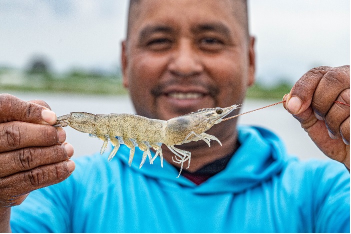 Xuất khẩu tôm tháng 11/2022 của Ecuador tương đương cùng kỳ