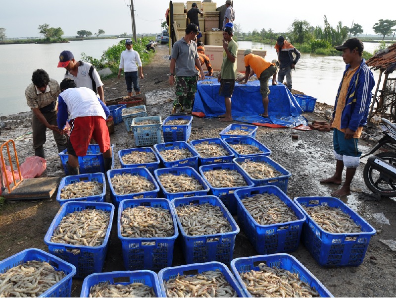 Chính phủ Indonesia không đầu tư mở rộng nuôi tôm 