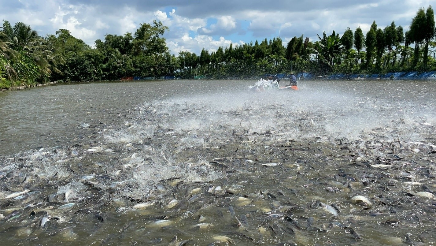 Large space for the fisheries industry in the Mekong Delta