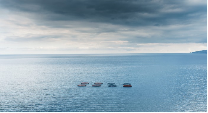 FAO: Sản lượng thủy sản nuôi năm 2022 gần bằng sản lượng đánh bắt tự nhiên 