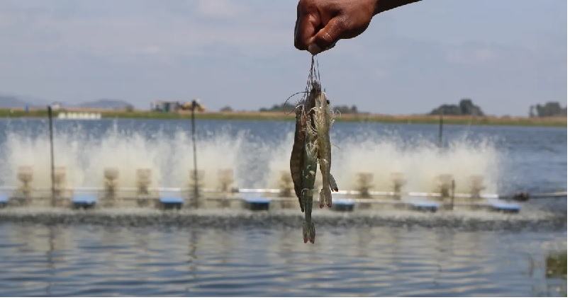 Top các công ty xuất khẩu tôm của Ecuador tăng trưởng tốt năm 2022 