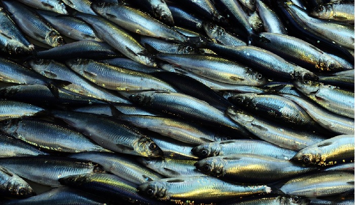 Na Uy Bột cá sản xuất từ cá trích tăng năm 2022 