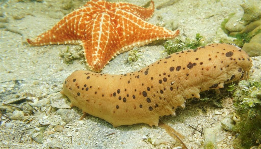 Sri Lanka bắt đầu kiểm soát chất lượng thủy hải sản để xuất khẩu sang Trung Quốc