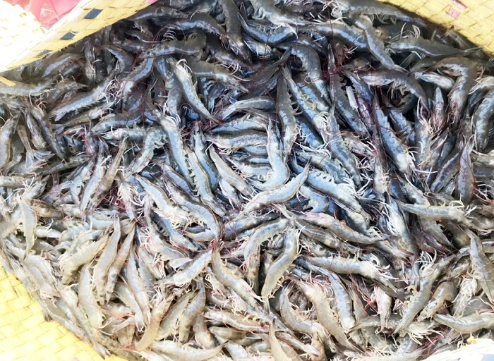 Giá tôm tăng cao kỷ lục