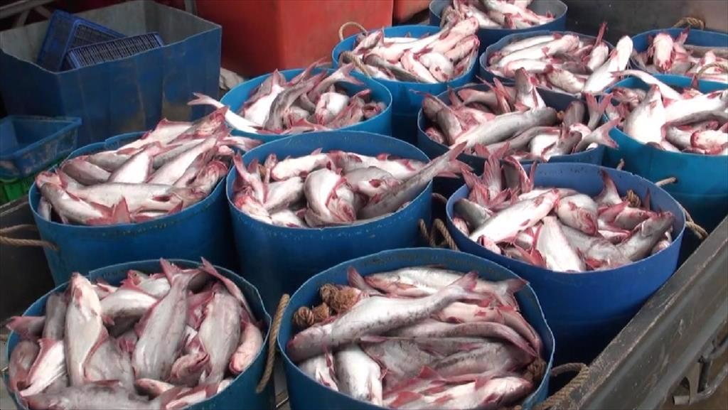 Vietnam pangasius exports in 2017 -2022 and prospects for 2023