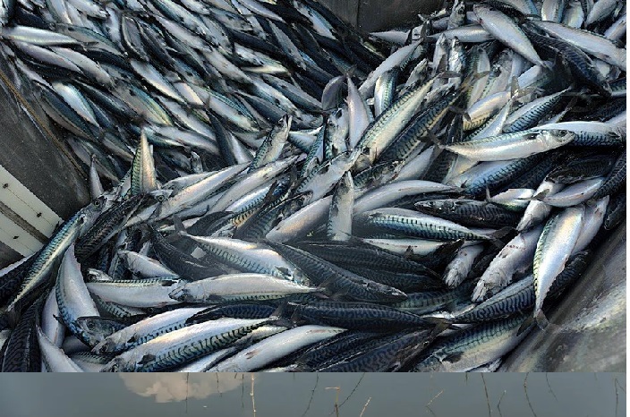 Xuất khẩu cá nổi của Na Uy năm 2022 nhiều biến động 