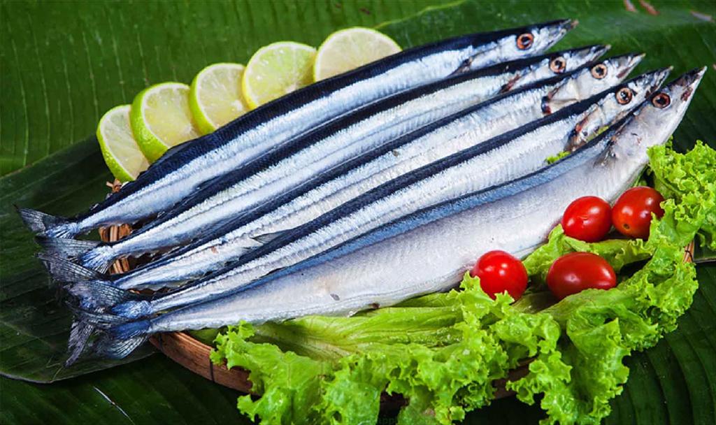 Nhật Bản: Đánh bắt cá thu đao Thái Bình Dương giảm 4 năm liên tiếp