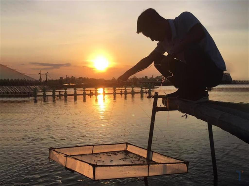 Giá tôm nguyên liệu tại một số nước cung cấp (tuần 50/2022 - tuần 2/2023)