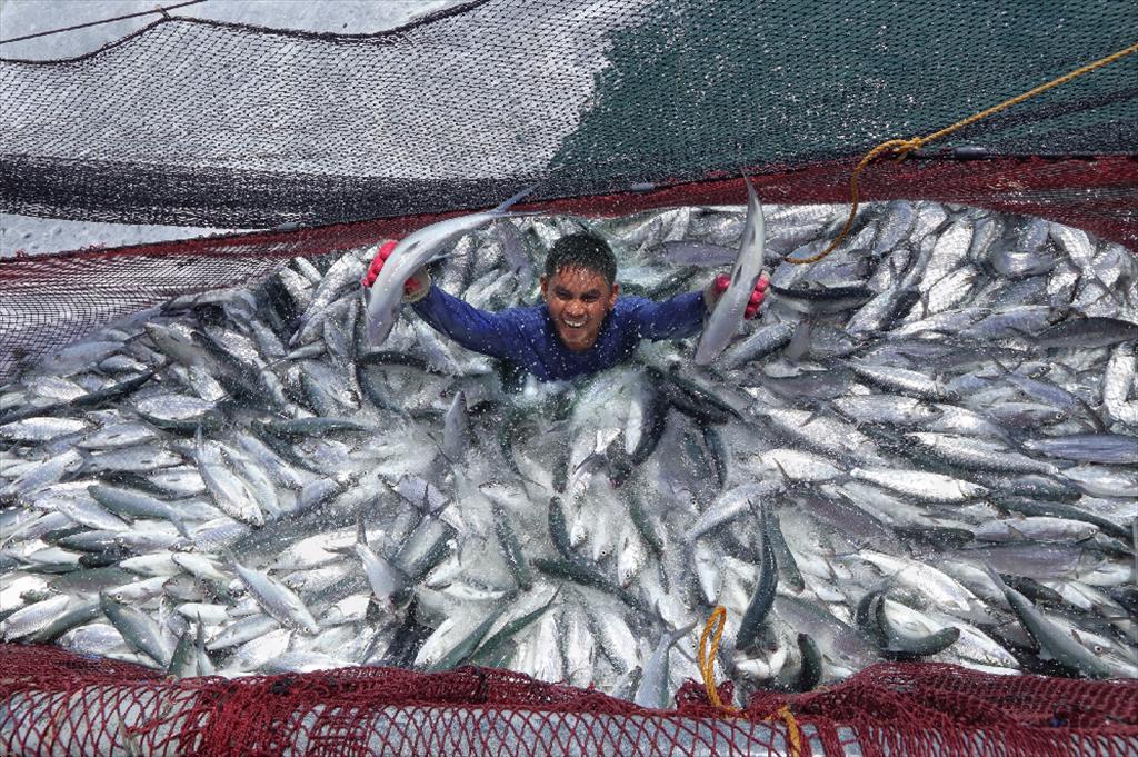 FAO:  Sản lượng thủy sản năm 2022  tăng trưởng 1,2%