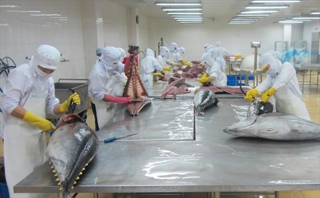 Infographic: Xuất khẩu cá ngừ Việt Nam năm 2022