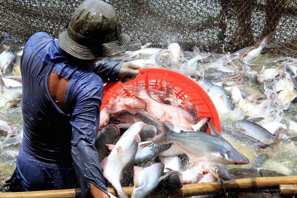 Raw pangasius and shrimp prices in the Mekong Delta decreased slightly