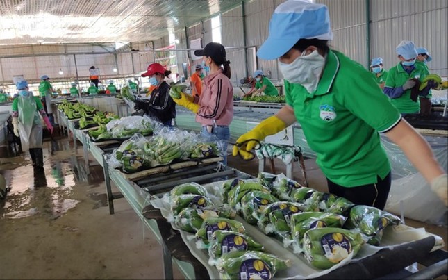 Xuất khẩu nông sản 2023: Kỳ vọng những mặt hàng chủ lực