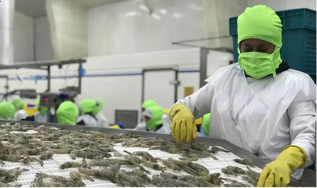 Giá tôm tại Ecuador đầu năm 2023 tăng nhưng vẫn ở mức thấp