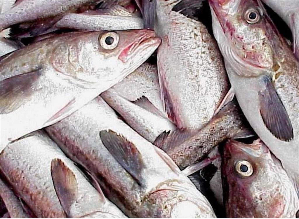 Lần đầu tiên sản lượng phi lê cá minh thái của Nga vượt Mỹ