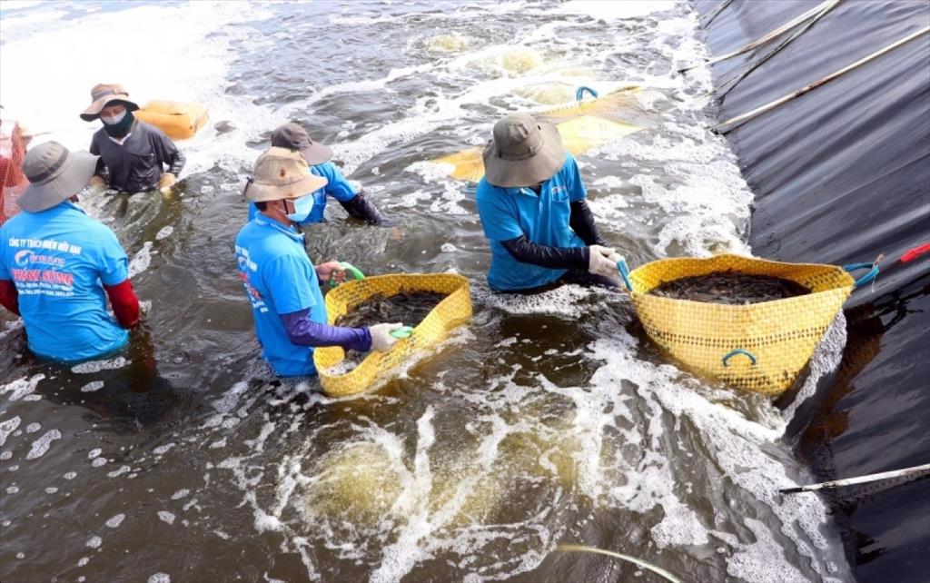 Soc Trang: Shrimp output in 2022 reached 353 thousand tons