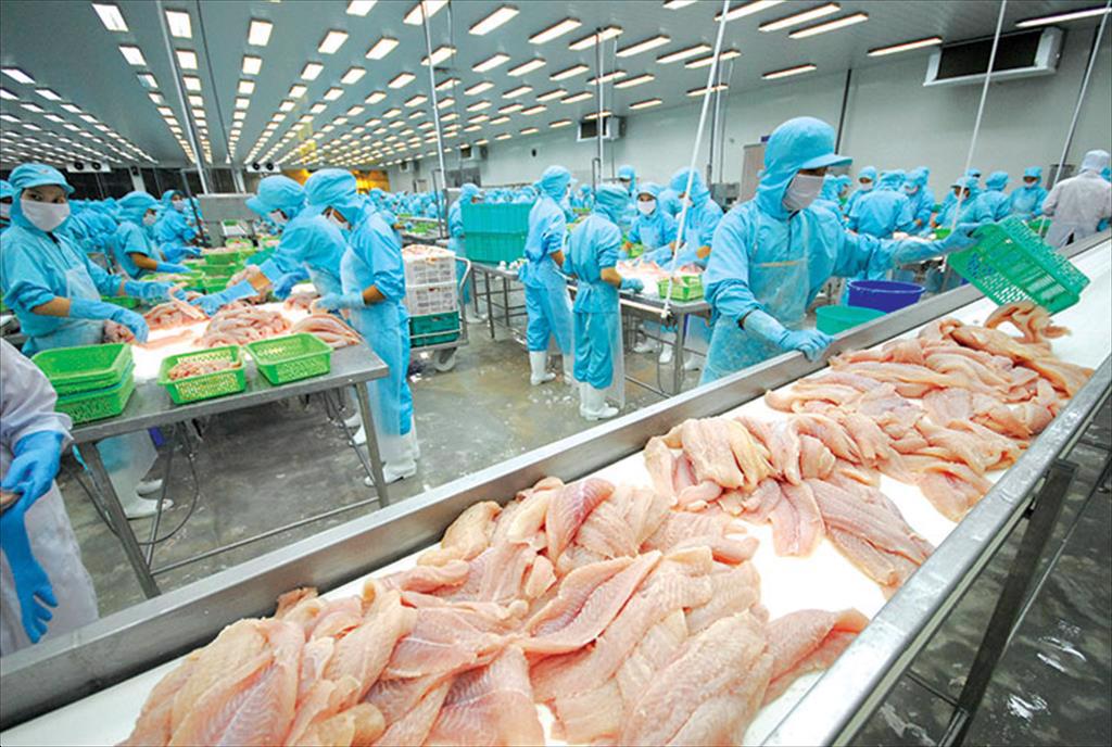 Trung Quốc vẫn là trung tâm chế biến cá thịt trắng quy mô lớn và hiệu quả